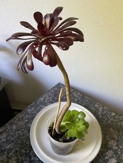 Black Rose and Tree Aeonium Plant