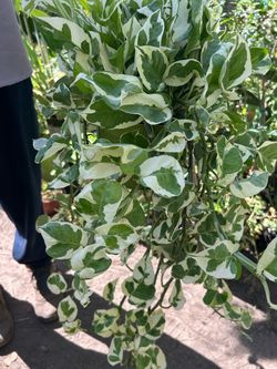 N'Joy Pothos