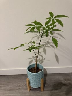 Living Chinese Money Tree With Ceramic Pot 