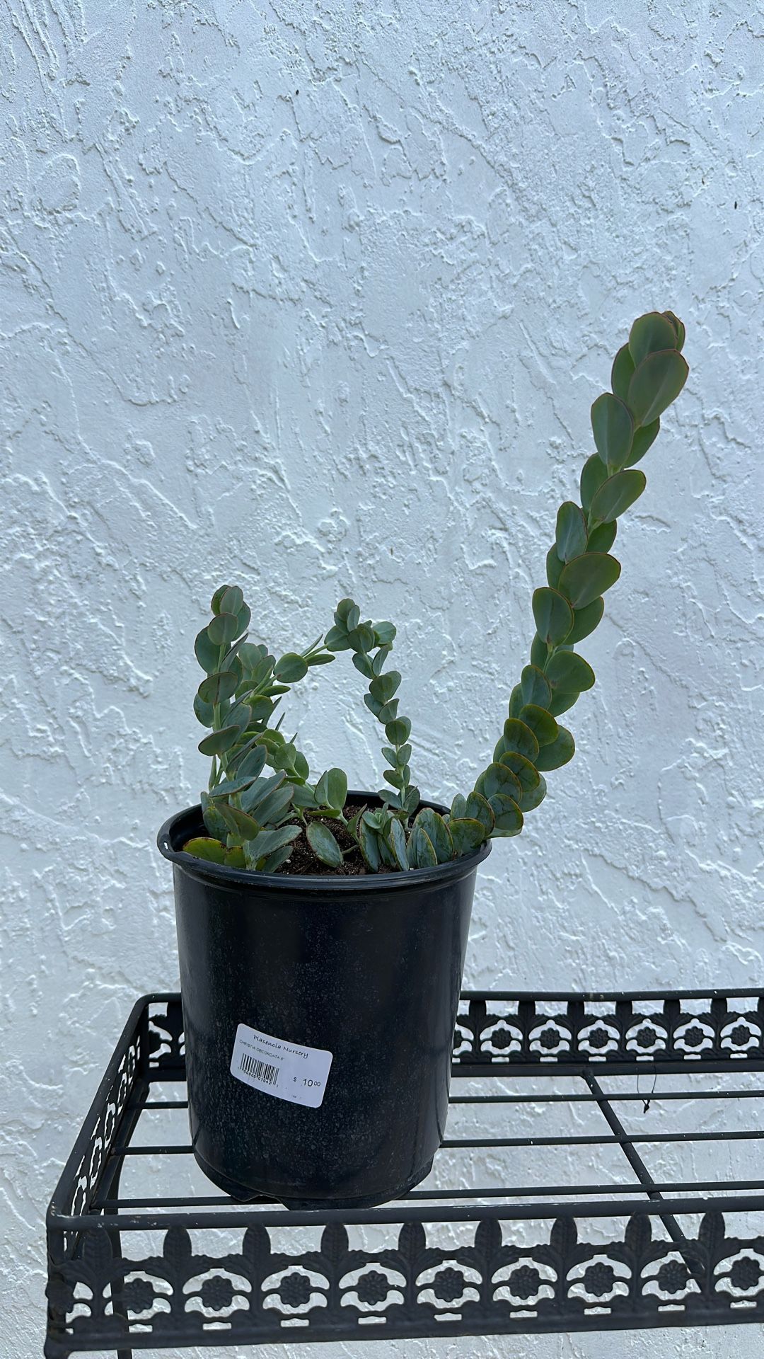 Marnier’s Kalanchoe Plant