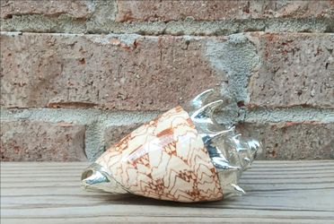Imperial Volute Silver Coating Seashell