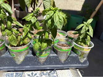 Fresh Basil Plants