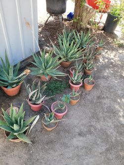 Aloe Vera