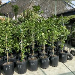 Barbados (Acerola) Cherry Trees