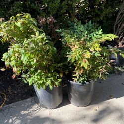 Tree Plant $28 Each 