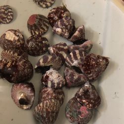 Trocus Zebra Snails 