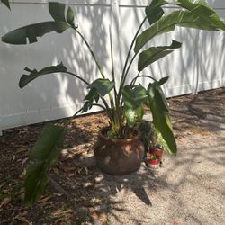 6 Foot Bird Of Paradise 