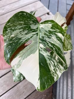 Monstera ‘albo’