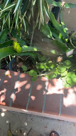 Dragon fruit branch sapling
