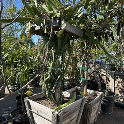 Dragonfruit Plant 24” Box With Trellis 