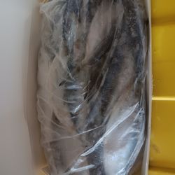 Frozen Thread herring/Machuelo for bait