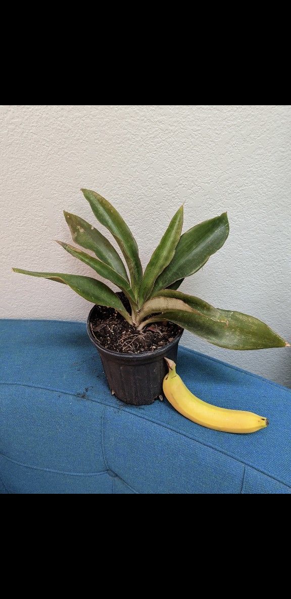 Emerald snake Plant