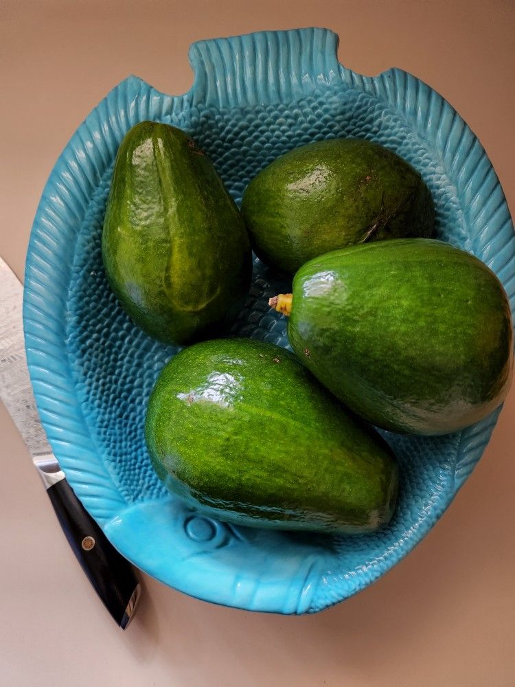 Avocado π₯ Tree Plants. 2 Feet Tall. $45 Each