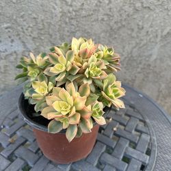 Planta
