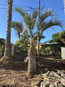 Mature Palm Tree