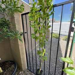 Thornless Lemon Tree