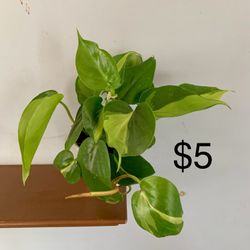 Brazil Philodendron Plant