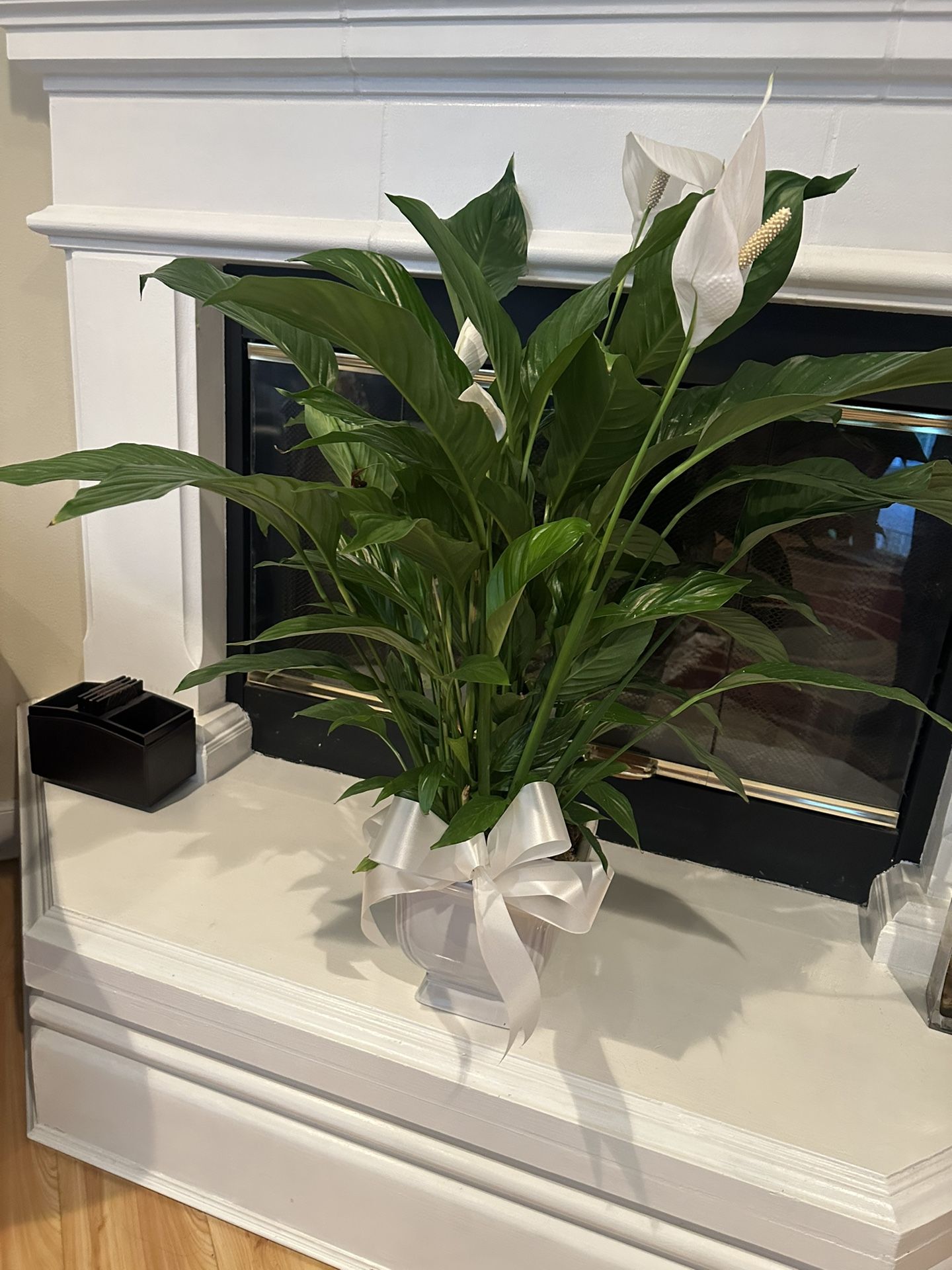 Peace lily Plant