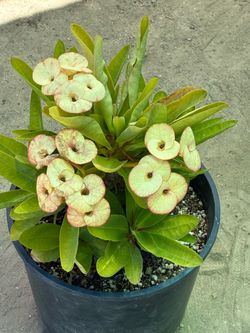 Planta Corona de Cristo