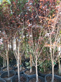 Fruitless plum trees.