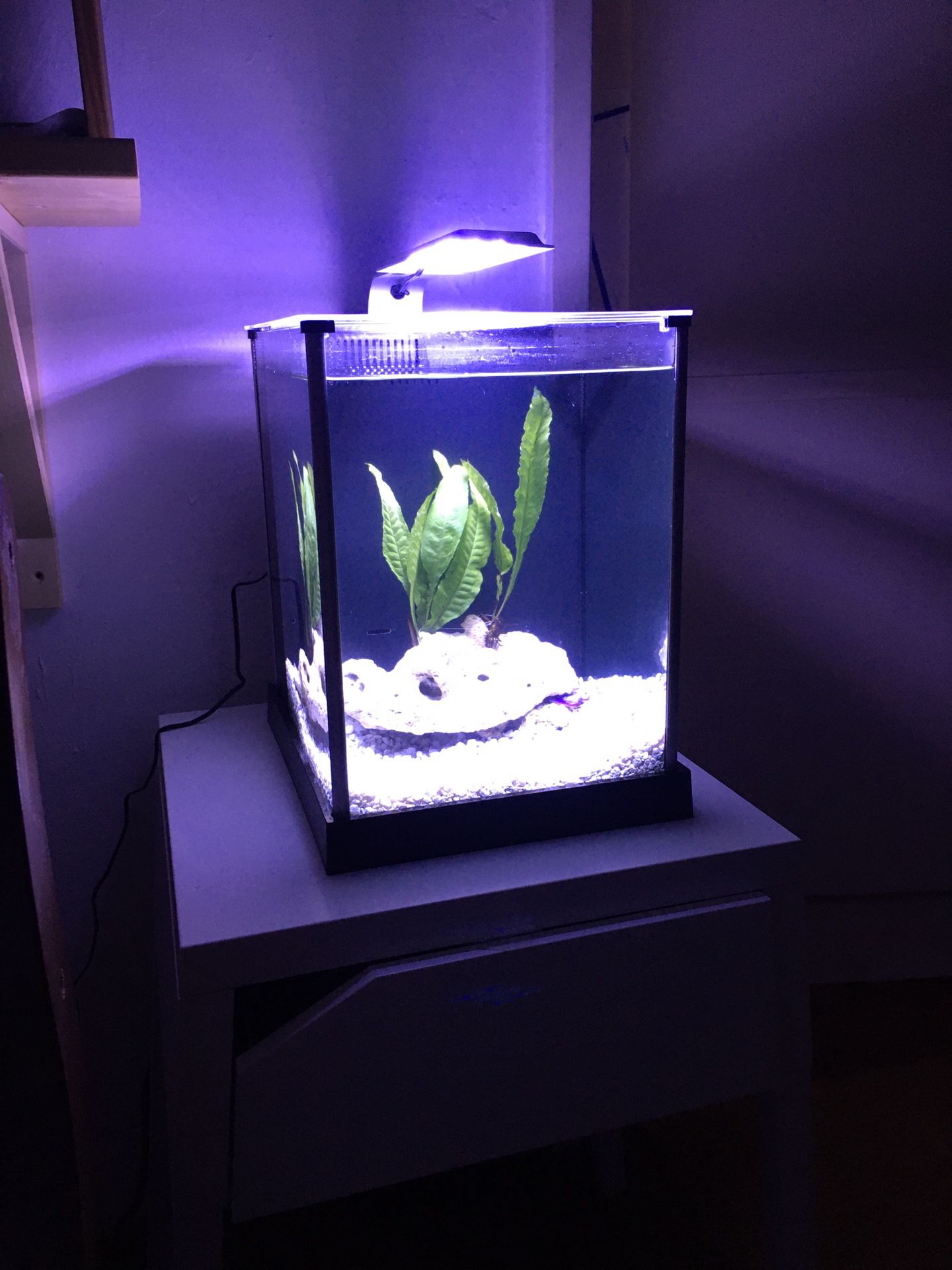 Fluval spec 2.6 gal aquarium/fish tank