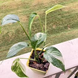 Epipremnum Pinnatum Albo (Albo Pothos)