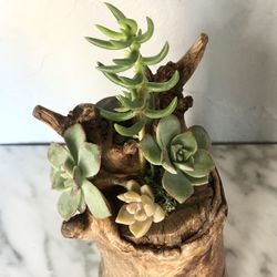 Live Succulents Solid Wood Planter