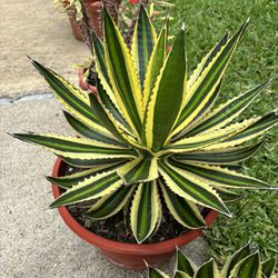 Quradricolor Agave/ Different Sizes Available