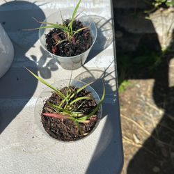 Lemongrass