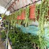   Nita's Garden Succulents SD
