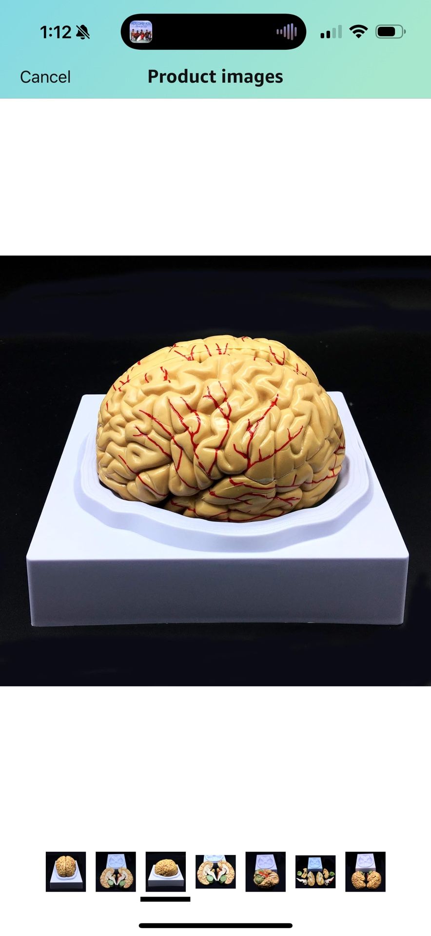  Brain model