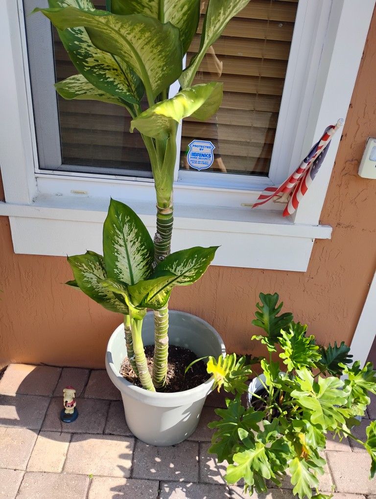 Full Size Indoor/Outdoor Potted Plant For $50