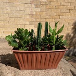 Masetero De  Cactus  K Florean  Son  Muy Bonitos   Y Dan Tunas  Muy Chicas  