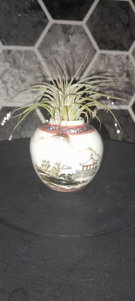 Miniature Chinese Vase w/ Airplant