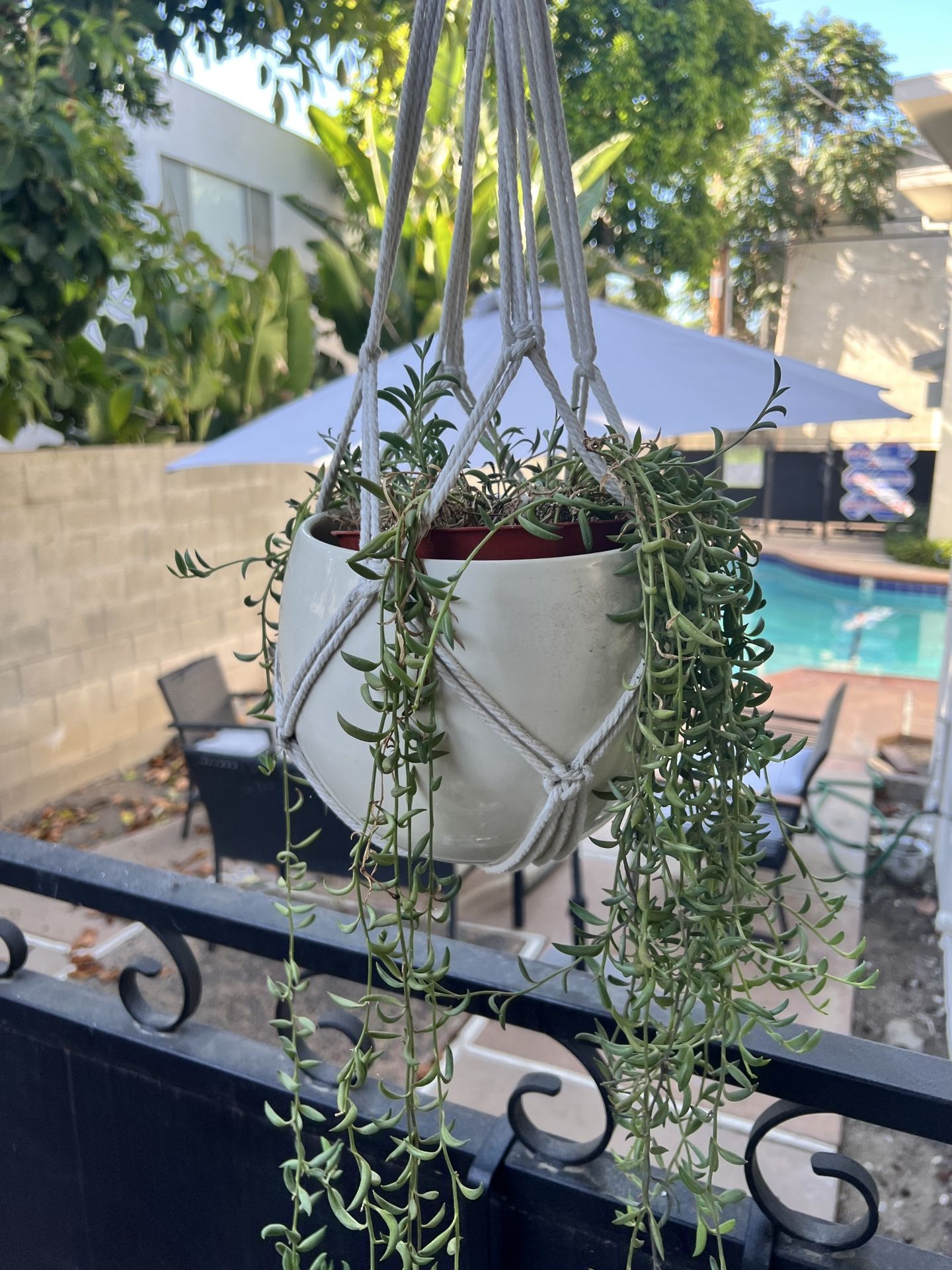 Hanging Succulent