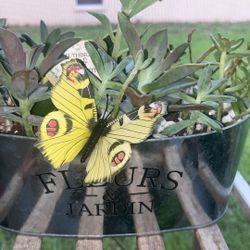 Succulent Arrangements ($10 Each)