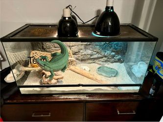Bearded Tank And Everything Inside
