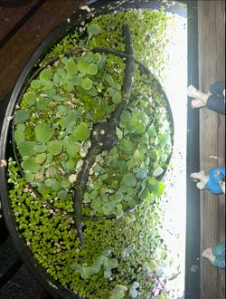 Floating Aquarium Plants