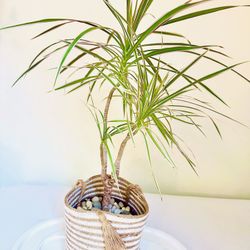 Dracaena Marginata