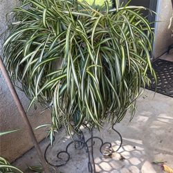 Beautiful Plants In Pots