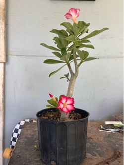 Desert rose