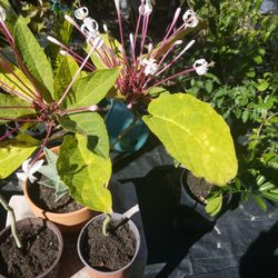 Startbush 2 FT TREE $5 EACH