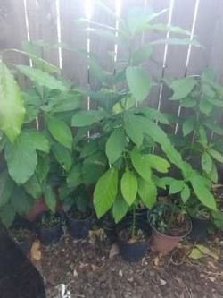 Avocado tree