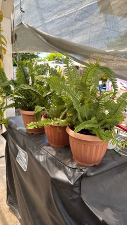 Boston fern