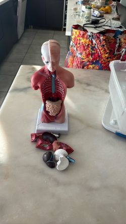 Human Anatomy Model 12 Inch Torso With Removable Organs