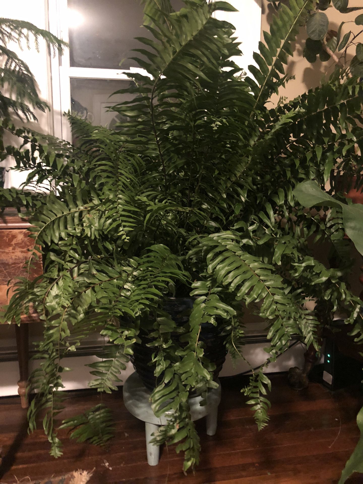 Large fern in ceramic pot Houseplant