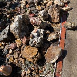 Petrified Wood
