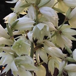 Yucca , Adams Needle, Perennial Plant.Please See All Pics.