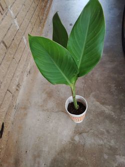 coyol color salmón $7