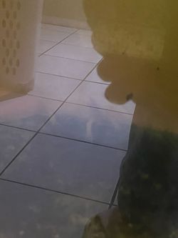Albino decor